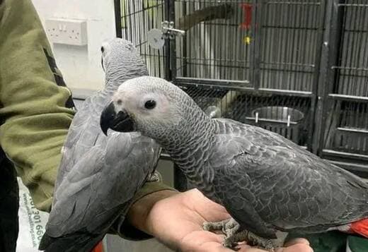 Tamed and Talking African grey parrot babies for sale
