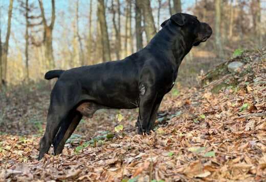South African Mastiff – Boerboel Puppies