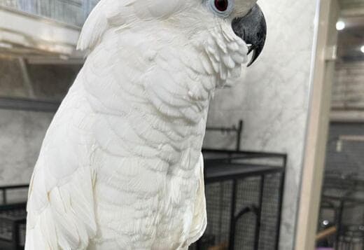 Hand raised and tamed cockatoos for sale