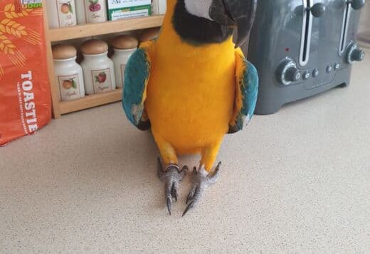 Two Hand Reared Blue and Gold Macaw
