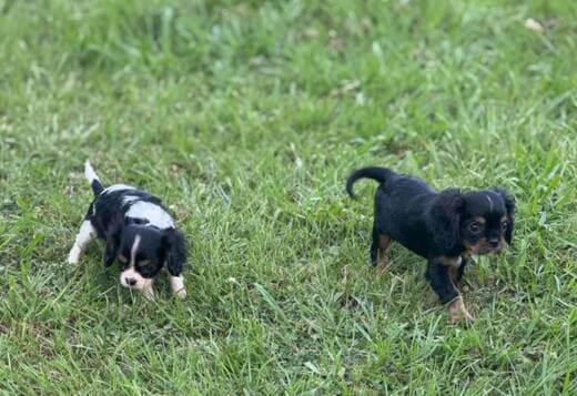 Akc cavalier king charles
