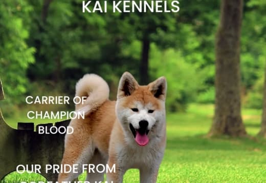 Akita Inu - female puppy 6 months FCI