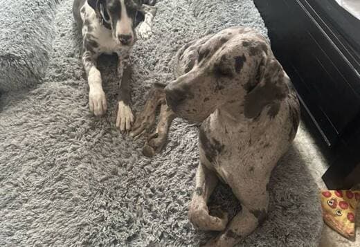 two beautiful young Great Danes rehoming