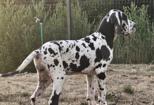 Great Dane – Beautiful Puppies