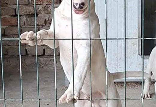 Standard Bull Terrier Puppies