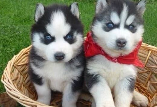 Siberian Husky Puppies.whatsapp us:+447490124950