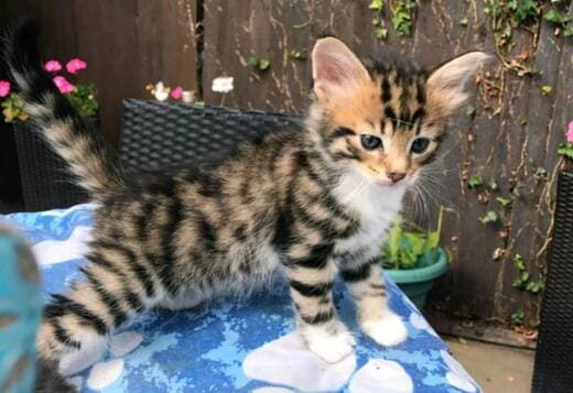 Stunning Rosetted Male and Female Bengal Cats.whatsapp us:+44749012495