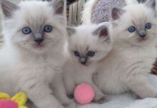 hand-raised ragdoll kittens.whatsapp us:+447490124950