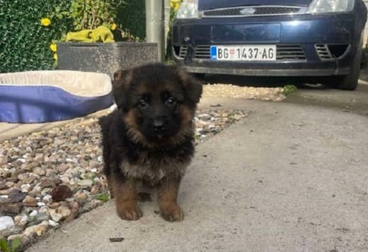 German Shepherd