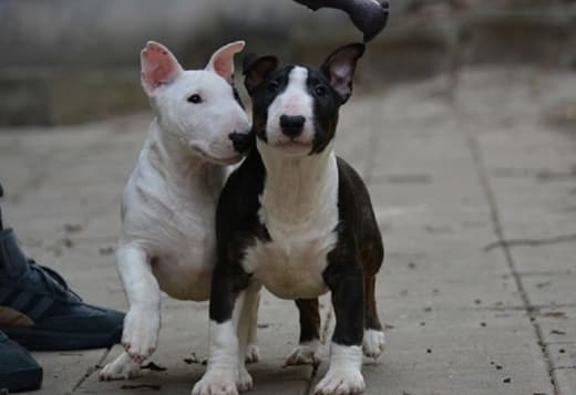 Mini bull terrier