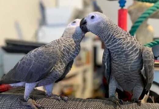 Lovely African Grey Parrots for sale