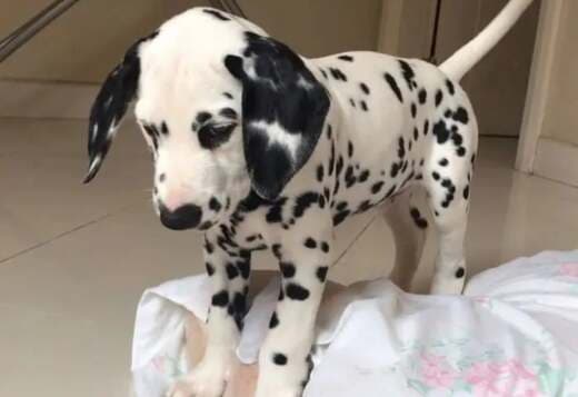 Black male Great Dane puppy for sale at a good price