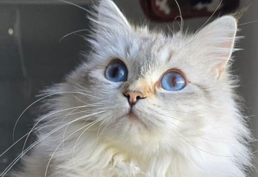 Neva Mascarade Siberian Cat
