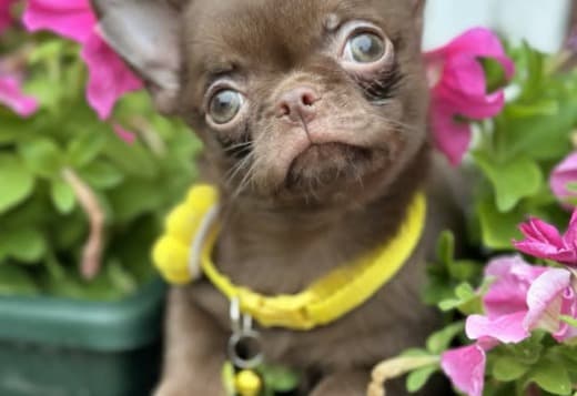 Lilac & chocolate boys chihuahua