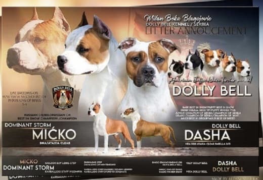 American Stafford puppies