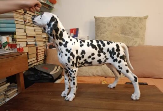 Dalmatian Contact via Email Only at (Sergiogustave52@gmail.com)
