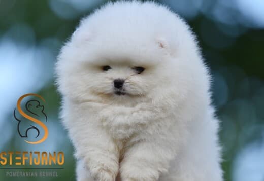 Pomeranian BOO Teddy Bear Puppies