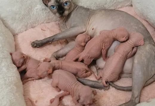 Exceptional Sphynx Kittens Looking for Loving Homes