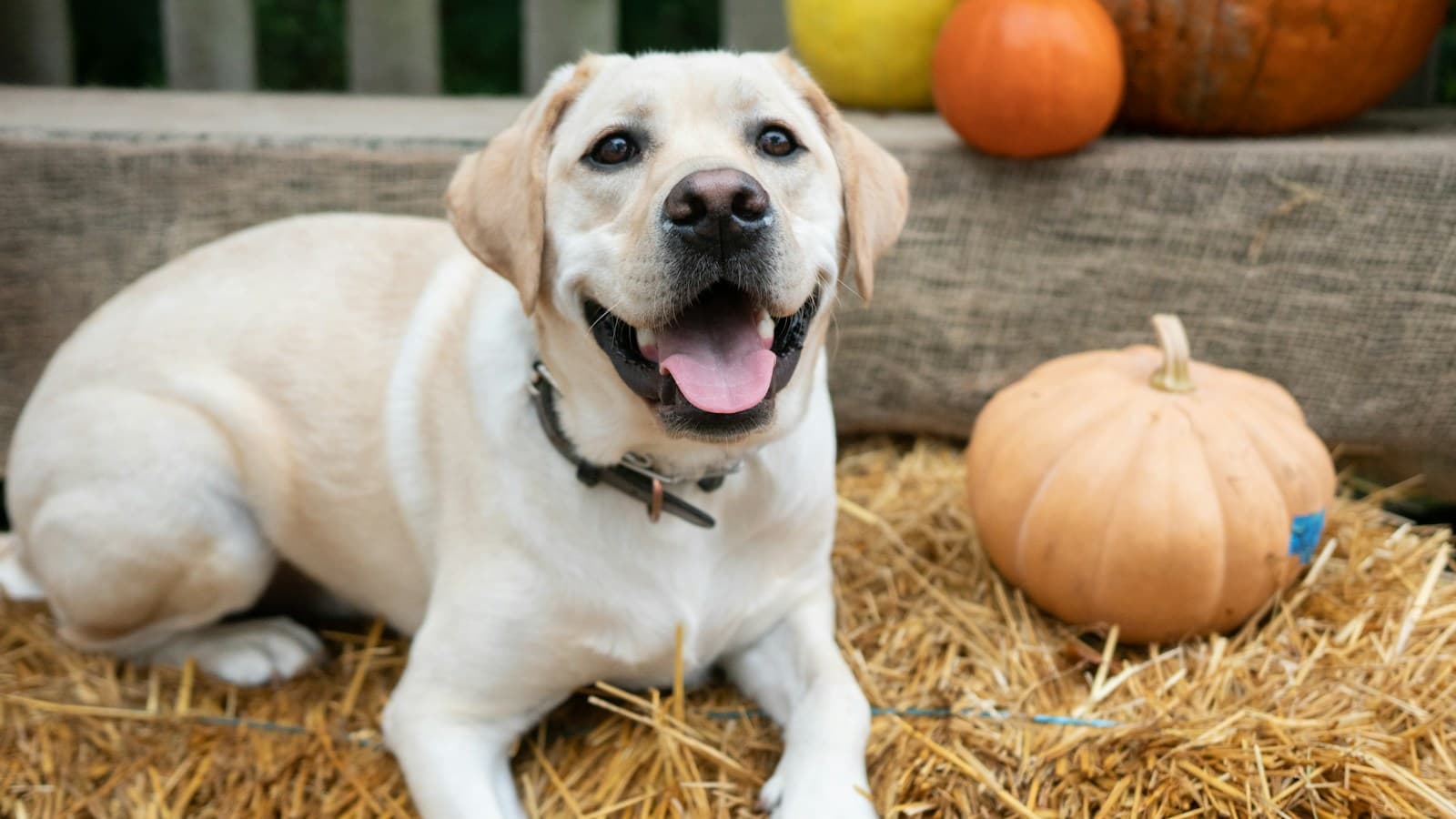 Halloween Without the Stress: A Calm Plan for Dogs and Cats