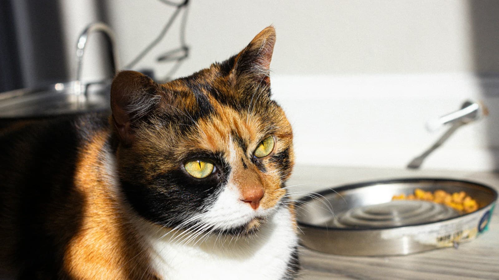 Pet Care on a Tight Budget: What to Prioritize This Autumn