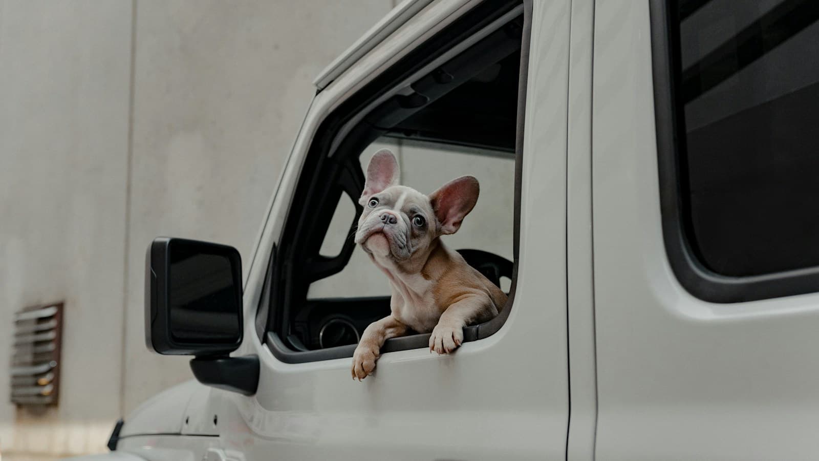 Could You Leave Home with Your Pet in Ten Minutes?