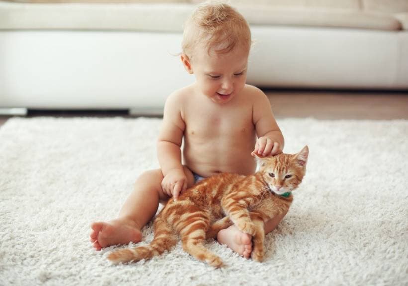 A kitten in the house