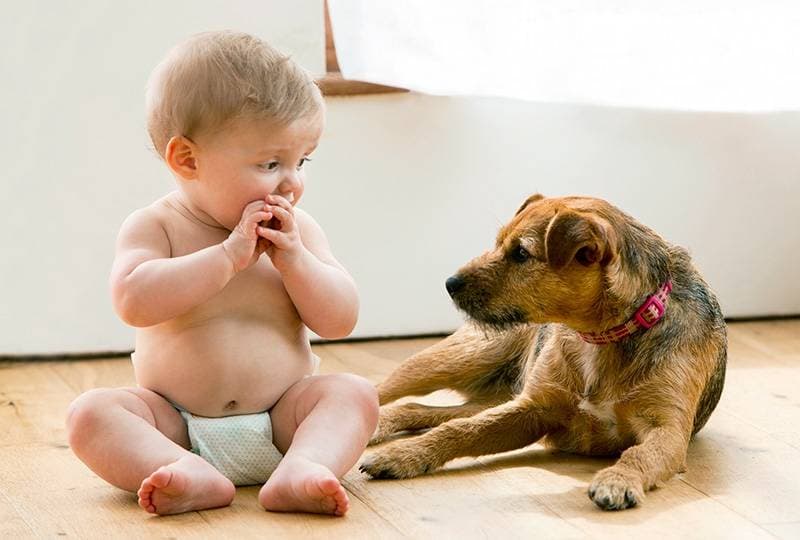 A dog for a child