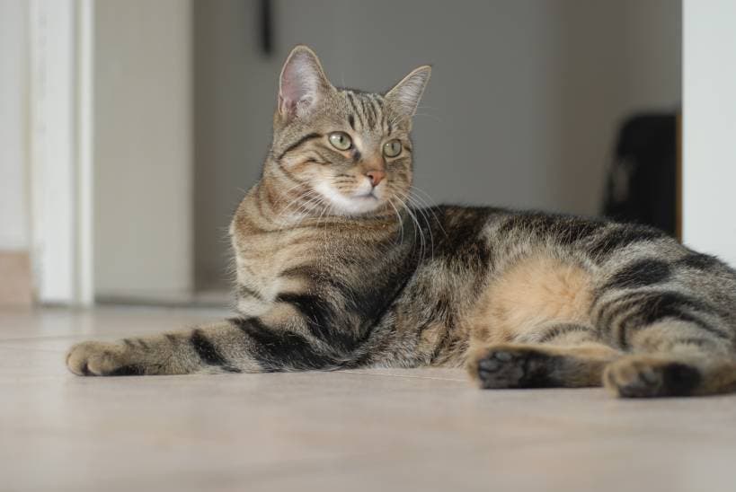Cat breeds - European Shorthair