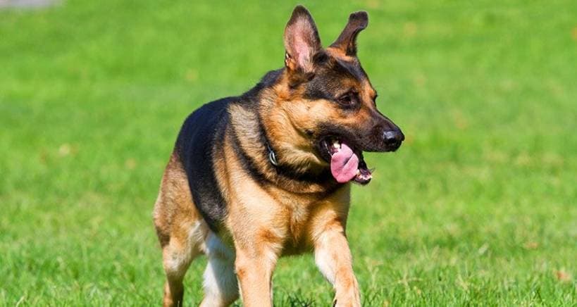 Dog Body Language, Translated