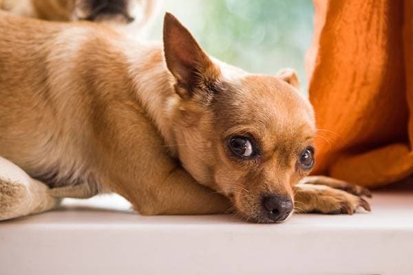 A dog in the house - a family member or a burden?