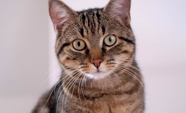 European Shorthair