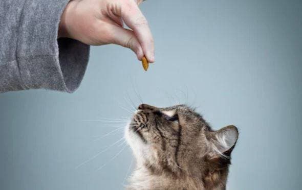 Training Your Cat