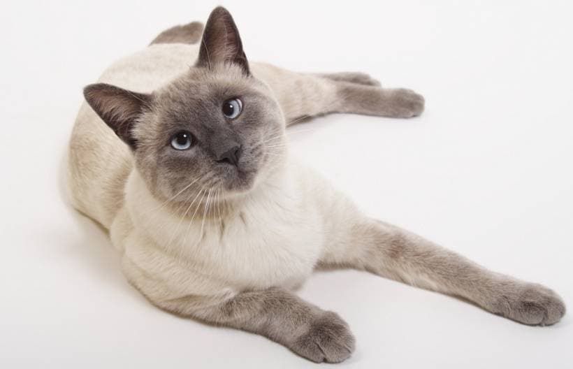 Siamese is one of the miniature breeds