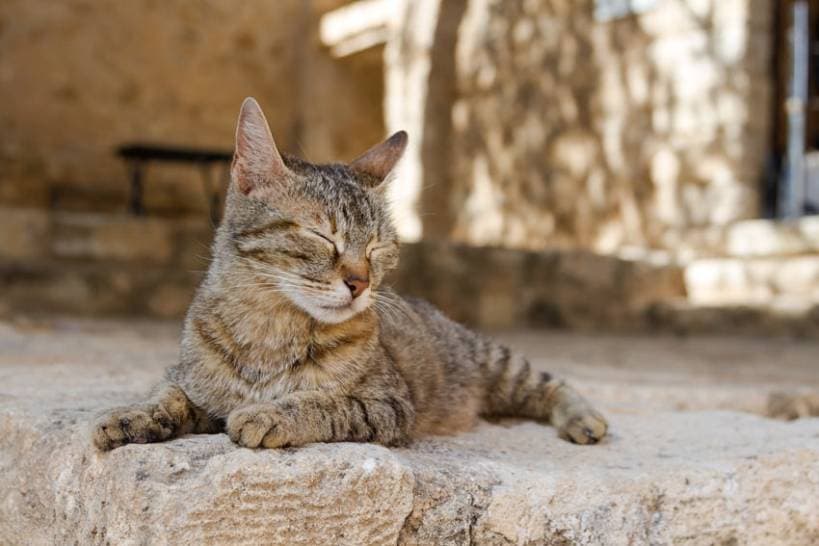 The history of the domestic cat