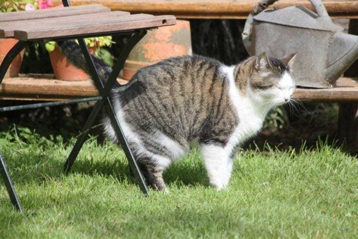 How Cats Mark Territory: Spraying, Scratching and Scent