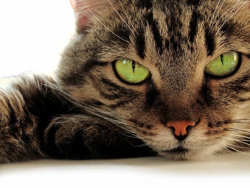 The Nibelung: A Mysterious Cat Breed
