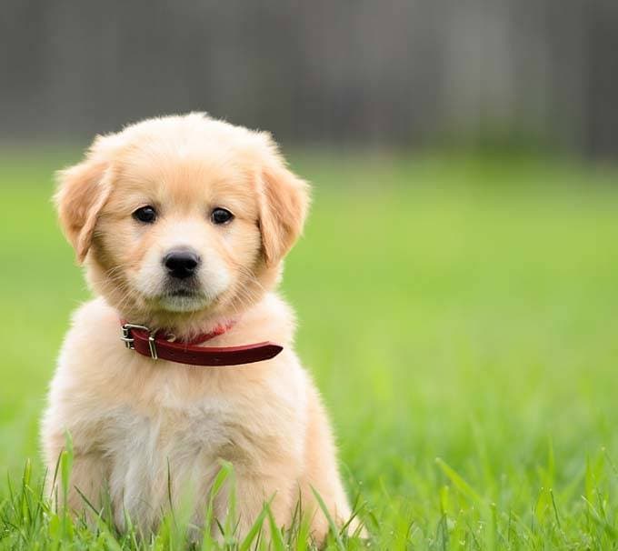 Raising a puppy at the first year of its life