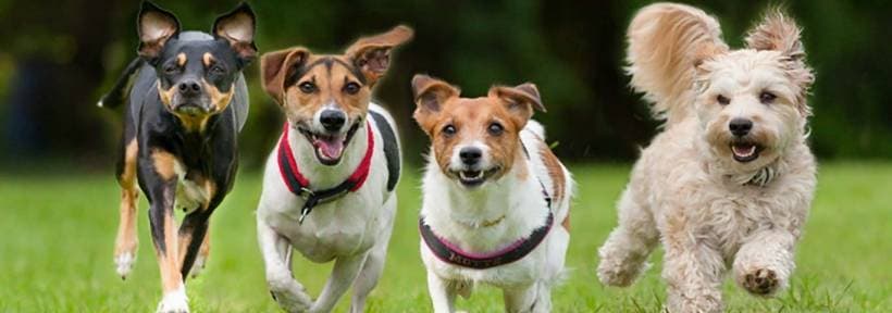 Classification of dogs - pets