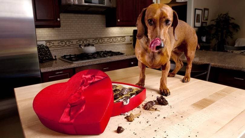 Products are harmful to dogs