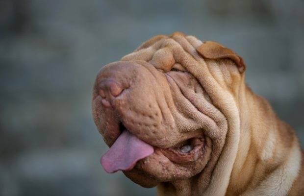 Shar Pei is a fighting breed