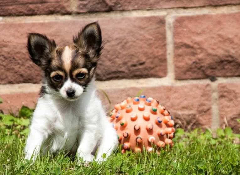 10 Dog Breeds Whose Needs Can Be Easy to Underestimate