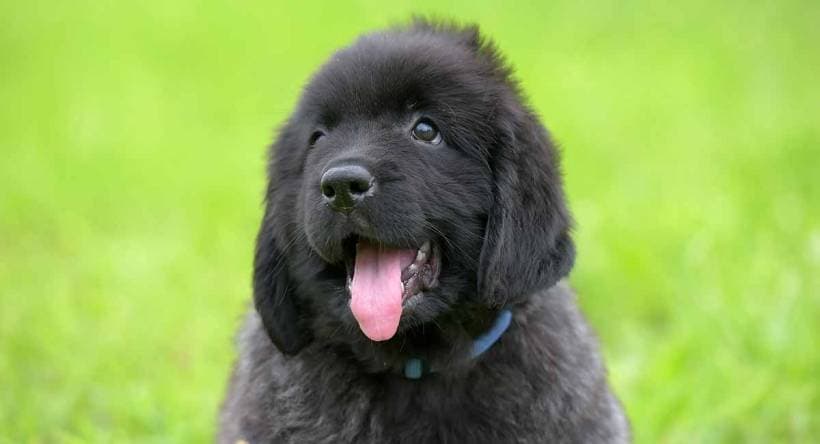 Newfoundland Dogs: History, Temperament and Care