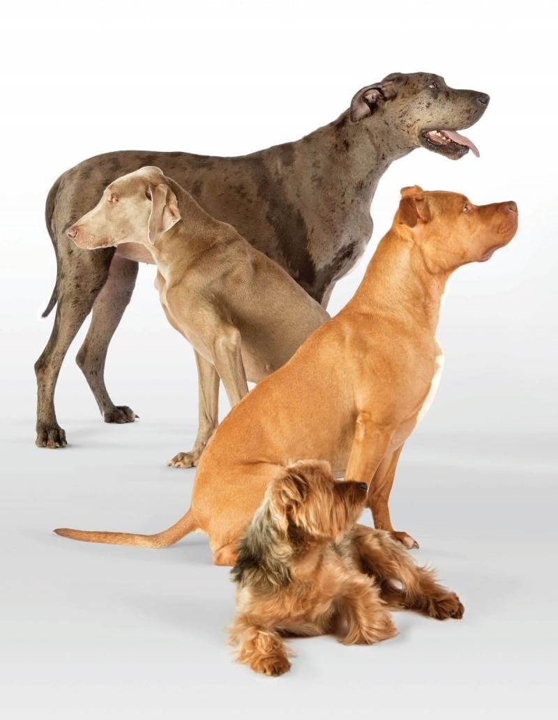 Dog Breed Traits: What They Mean for Daily Life