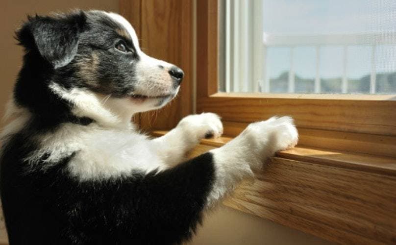 Indoor Cat Entertainment: Safe Games for a Happy Pet