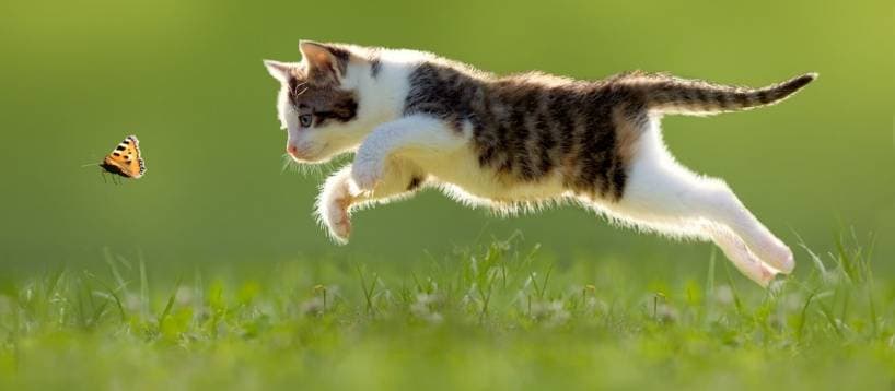 Cats: to daunt or to bring up?