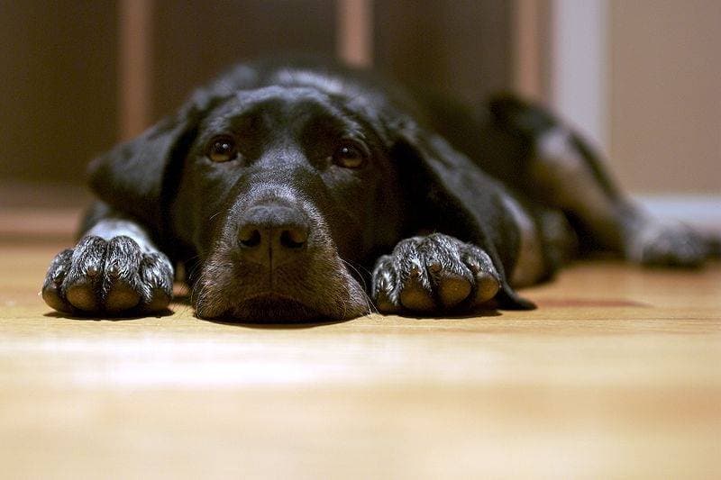 Dogs: from antiquity to present days