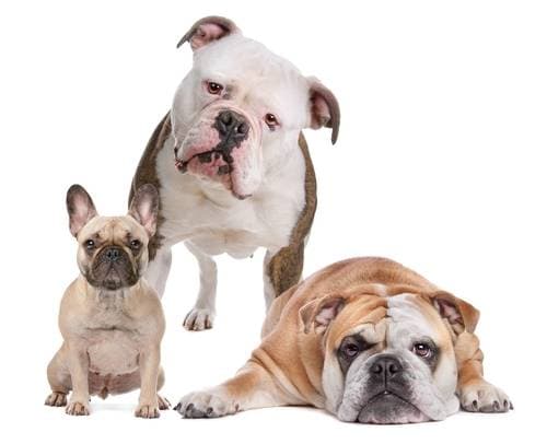 American, English and French bulldogs. Breeds' peculiarities