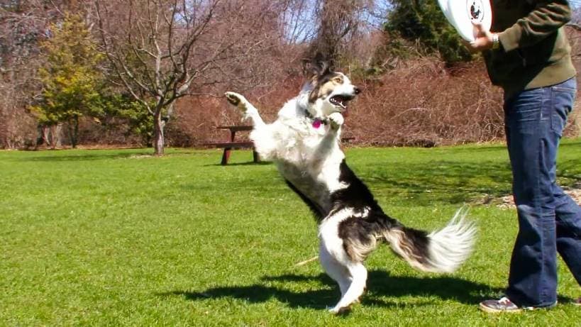 Companion Dogs: Benefits, Activities and Daily Commitments