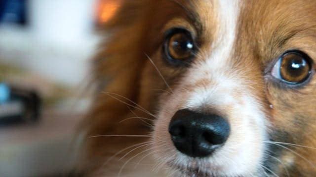 Dogs’ diseases