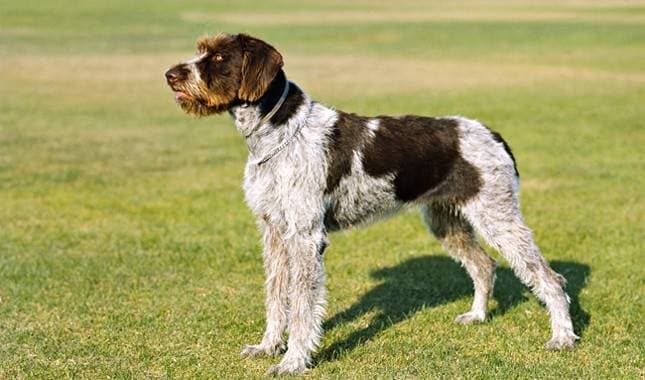 German Wirehaired Pointer: Activity, Training and Home Life